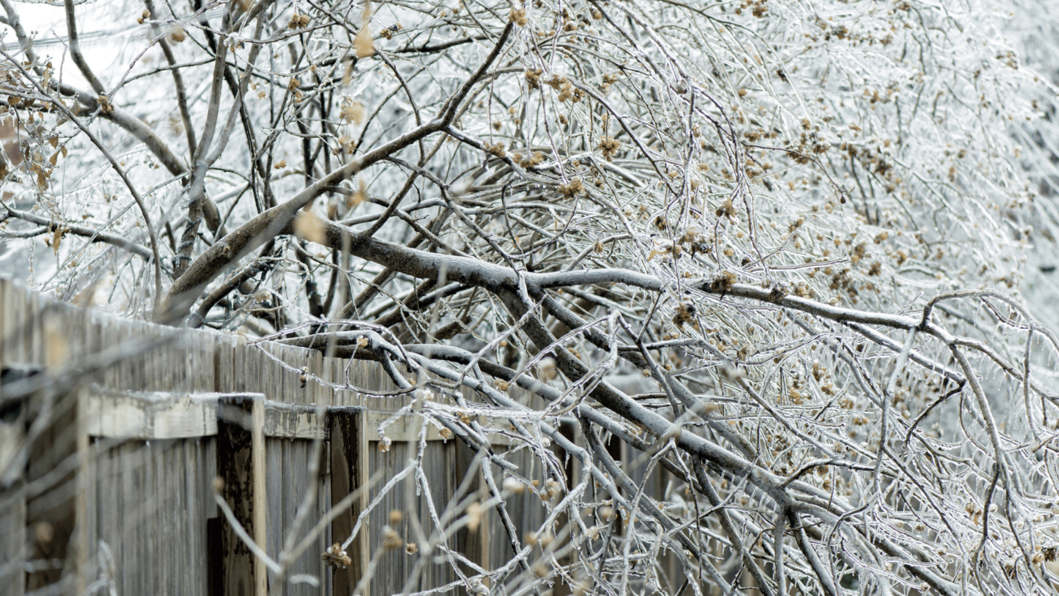 Frosty branches hang over a fence