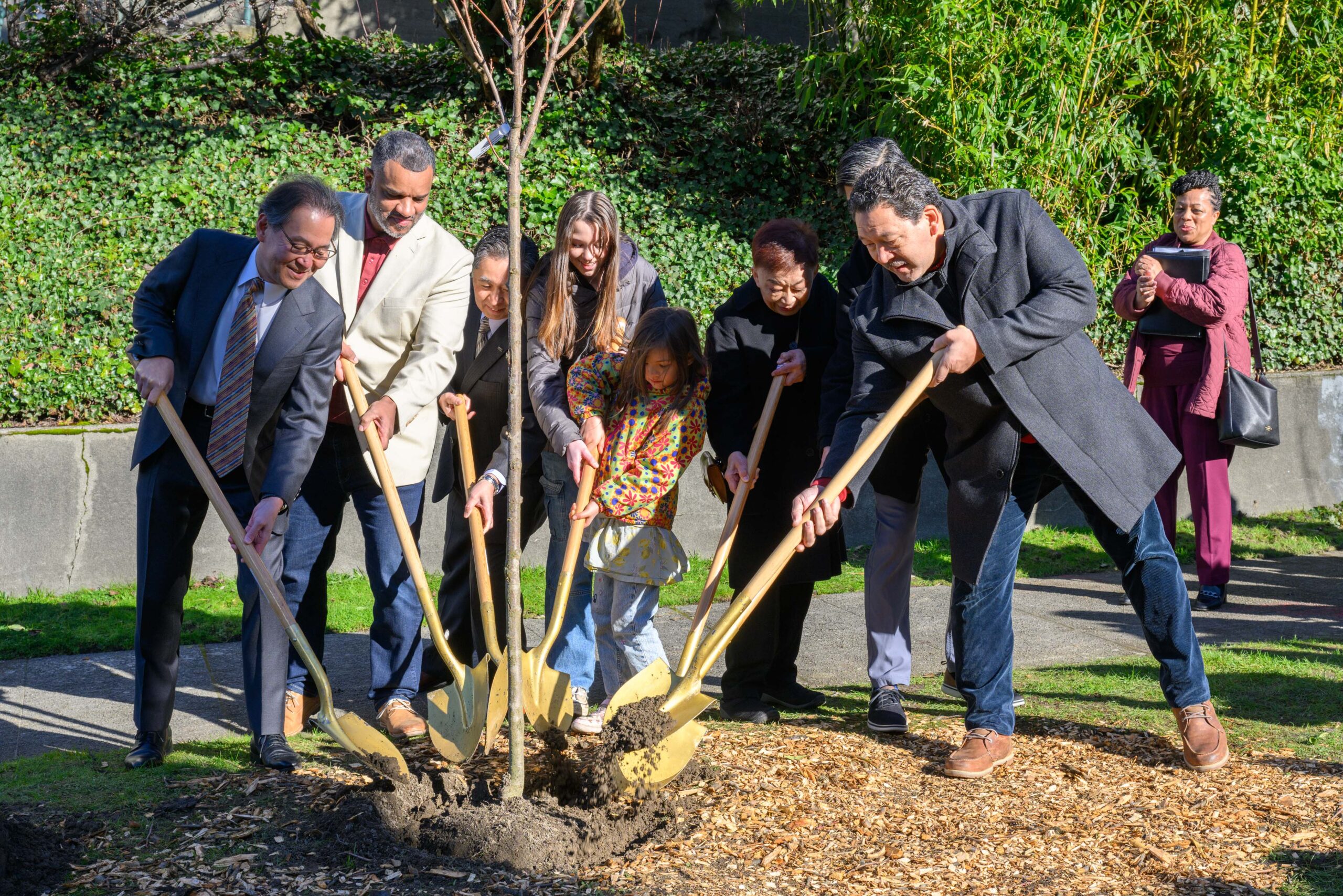 Mayor Harrell and community members use shovels to plant the cherry tree.