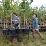 Two women with a wheelbarrow and young trees at a tree nursery.