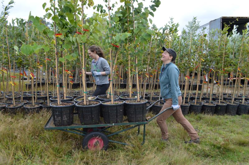 Two women with a wheelbarrow and young trees at a tree nursery.